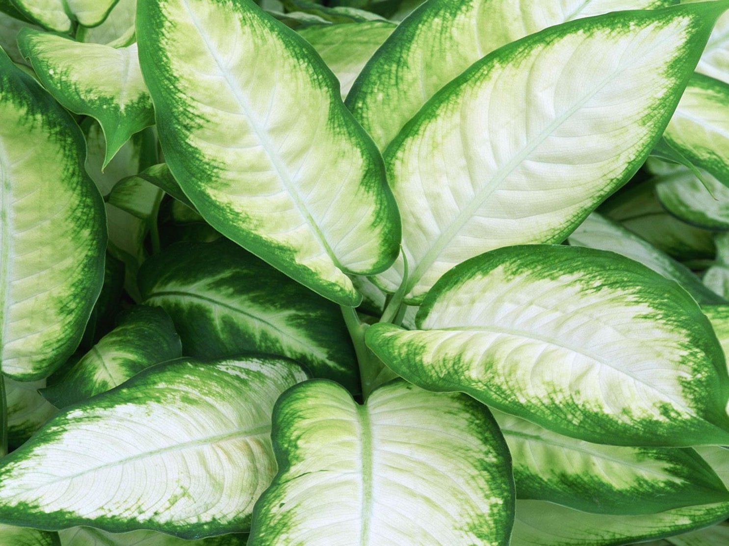 dieffenbachia marianne Dieffenbachia 'Tropic Marianne' 72 cell