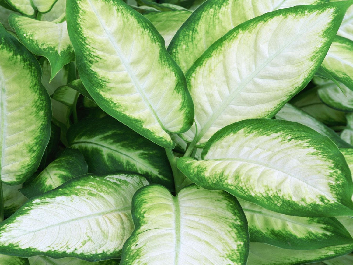 dieffenbachia bertina Dieffenbachia Tropic Marianne For Sale, Wholesale Plants