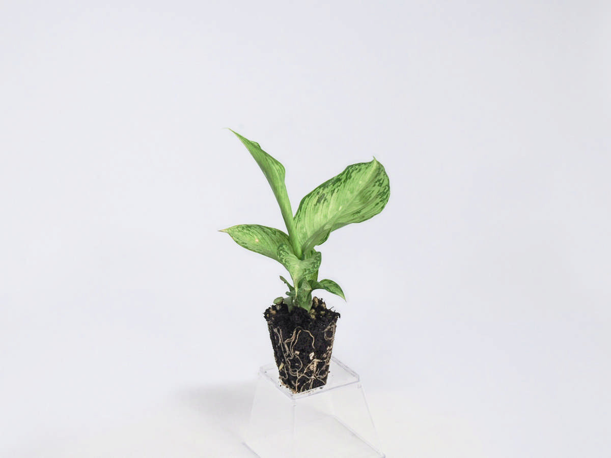 Dieffenbachia 'Snow' 72 cell