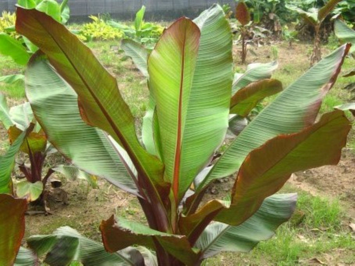 Ensete Ventricosum Maurelii 72 cell