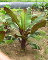 Ensete Ventricosum Maurelii 72 cell