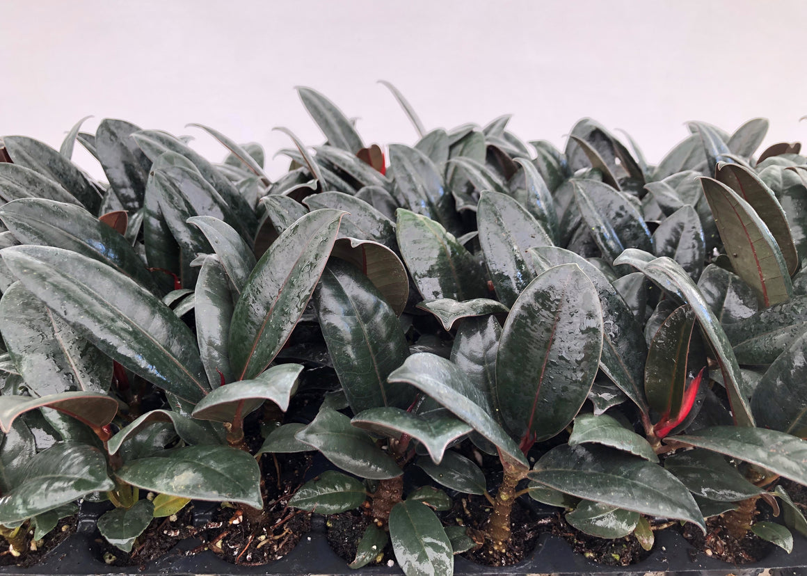 Ficus Elastica 'Burgundy' (Single) 72 Cell