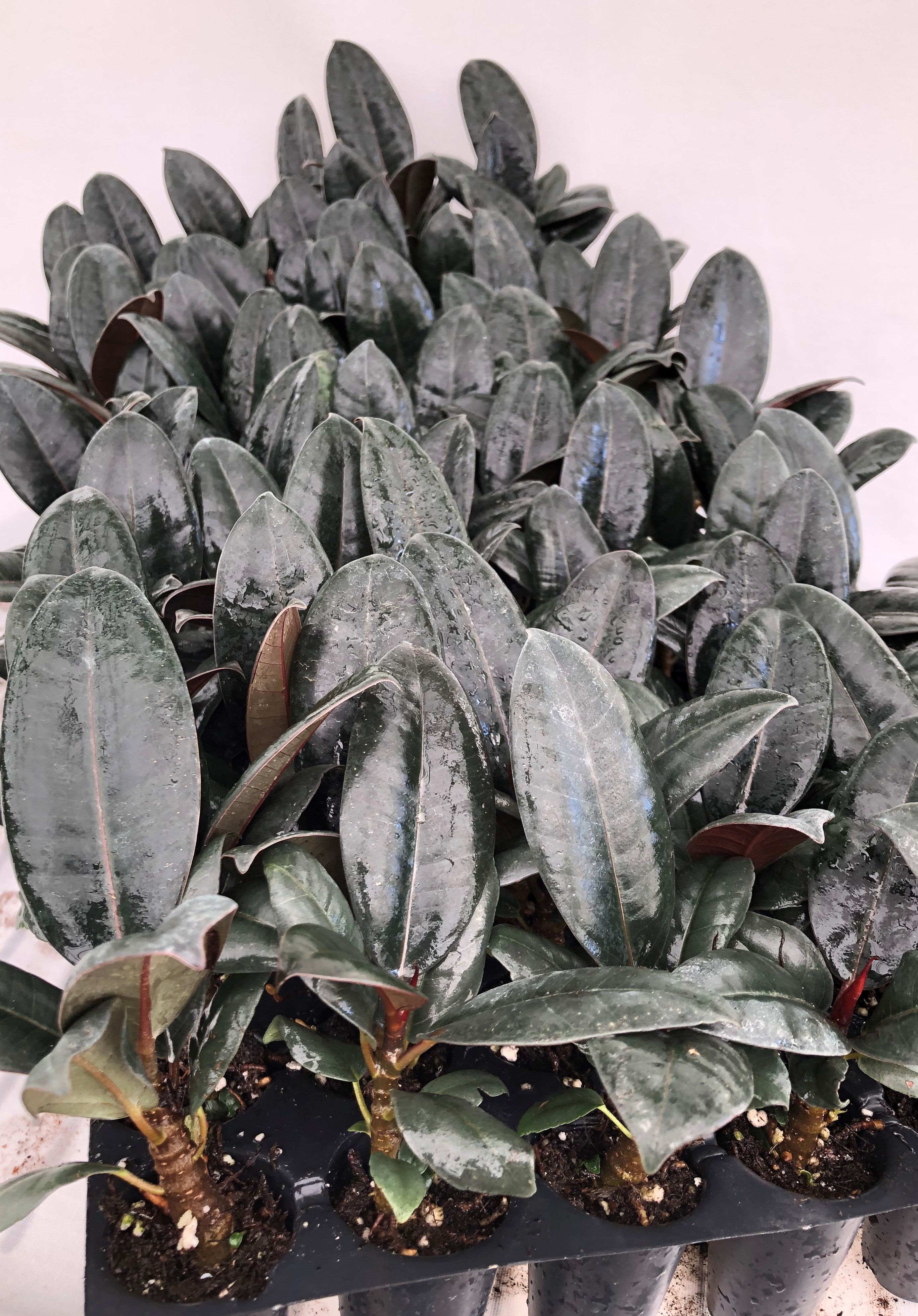 burgundy ficus elastica plant pot Ficus Elastica 'Burgundy' (Single) For Sale, Wholesale Plants