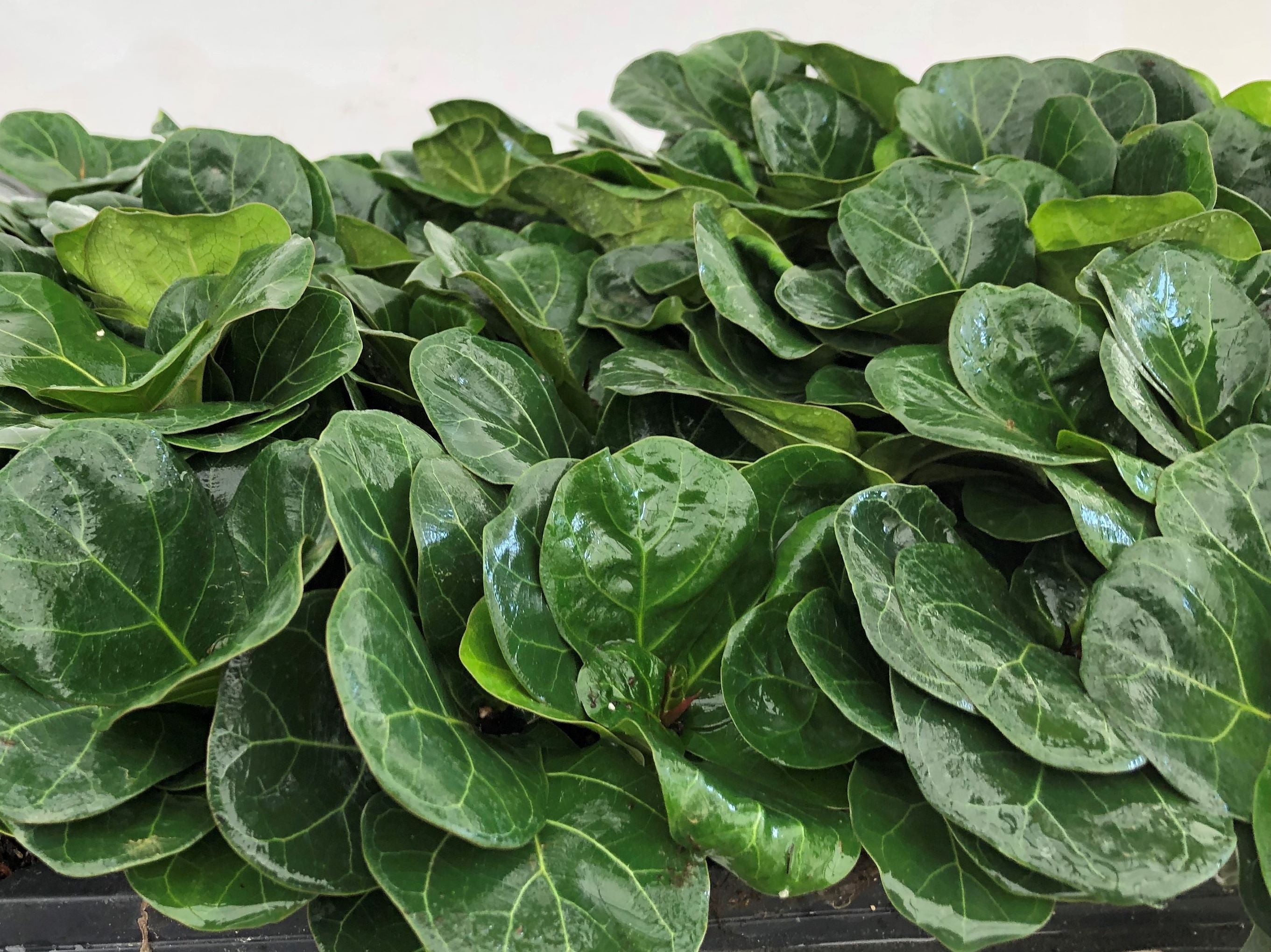 fiddle leaf fig seeds for sale Ficus Lyrata (Single) For Sale, Wholesale Plants