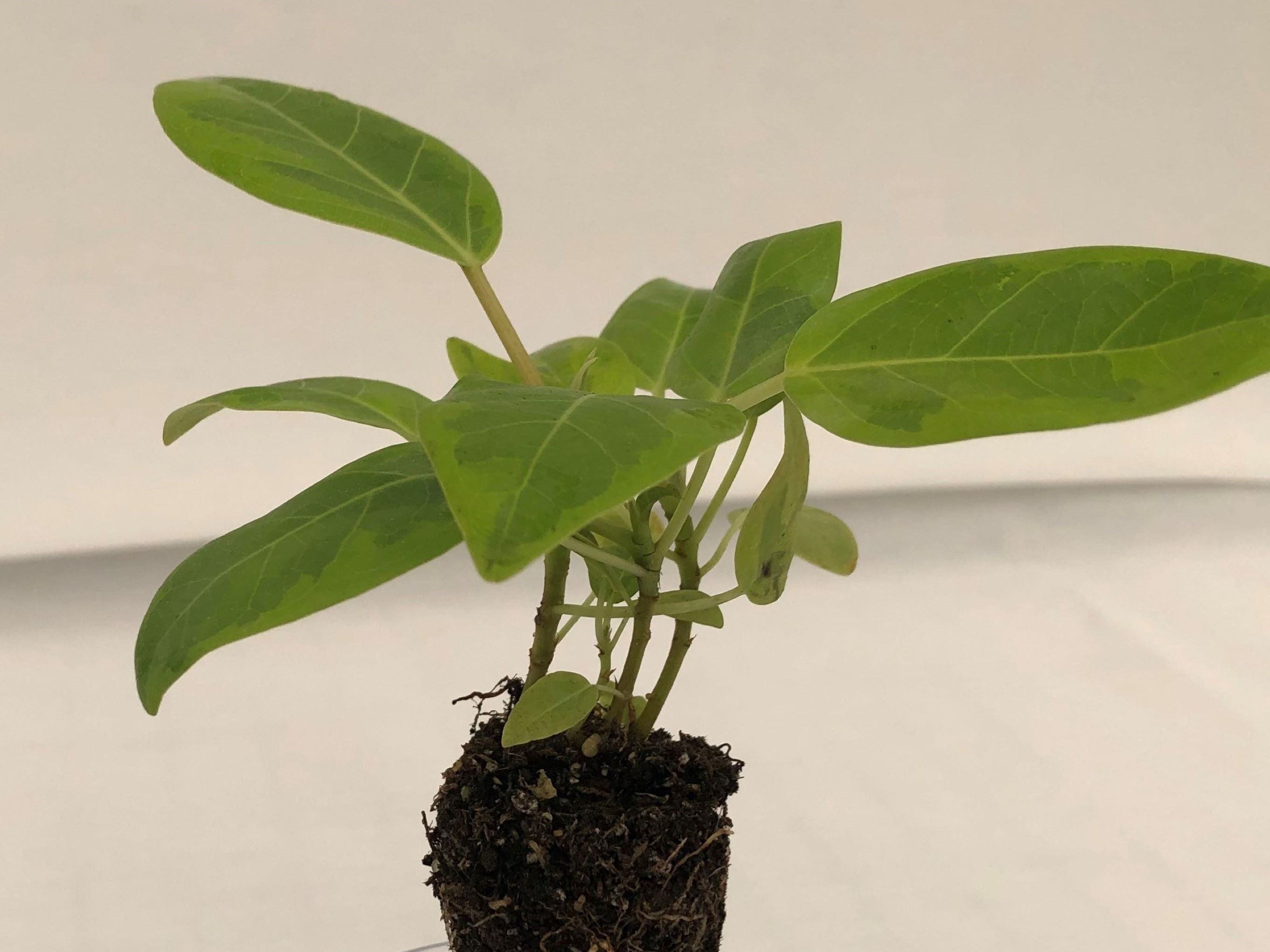 ficus yellow gem vs audrey Ficus Altissima Yellow Gem Elastica (Clump) 72 cell