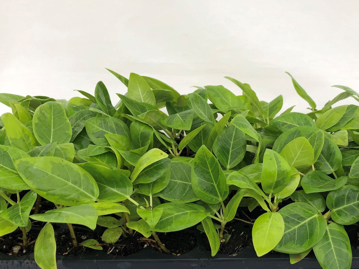 ficus altissima golden gem Ficus Altissima Yellow Gem (Single) 72 cell For Sale, Wholesale Plants