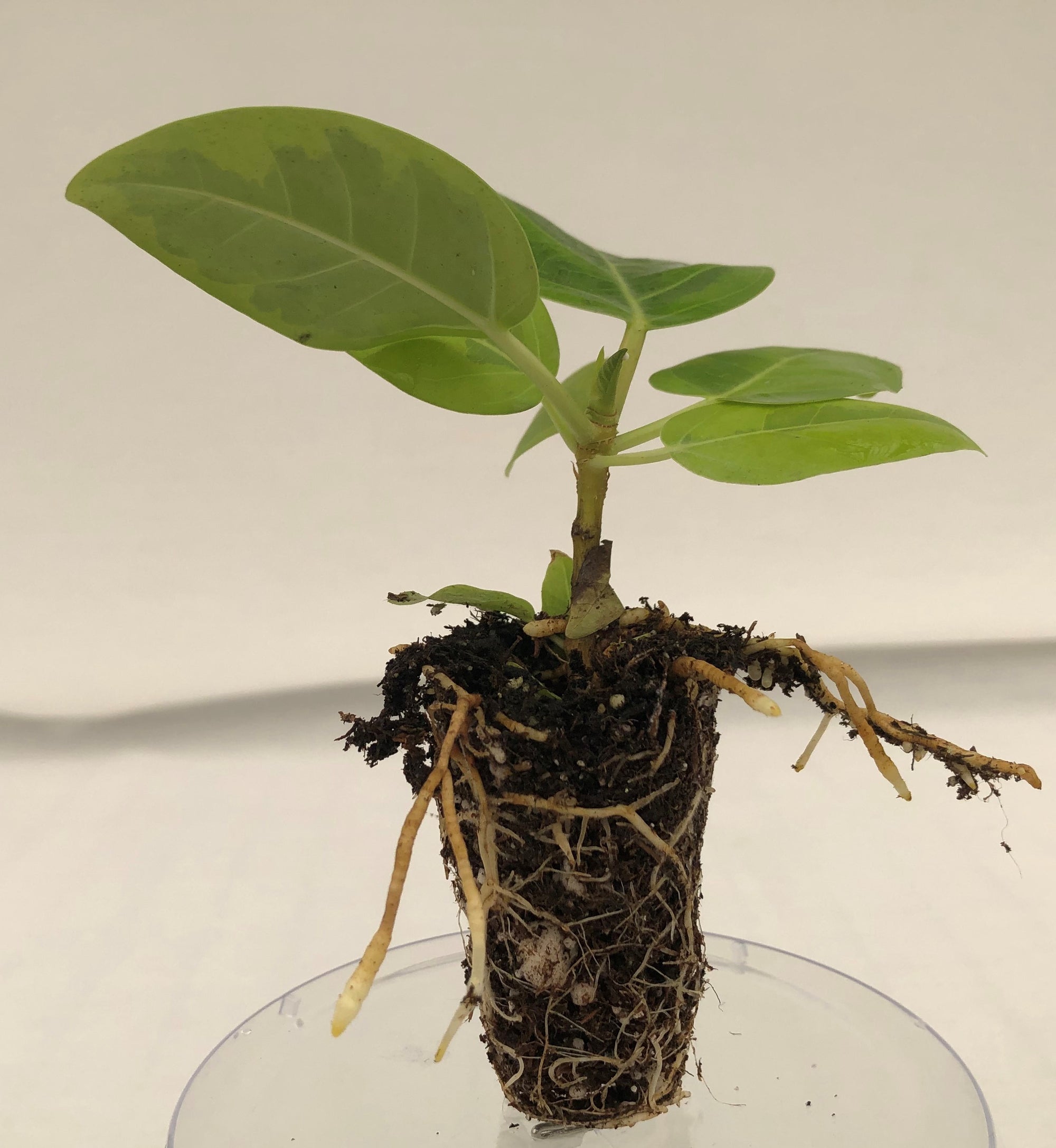 Ficus Altissima Yellow Gem (Single) 72 cell