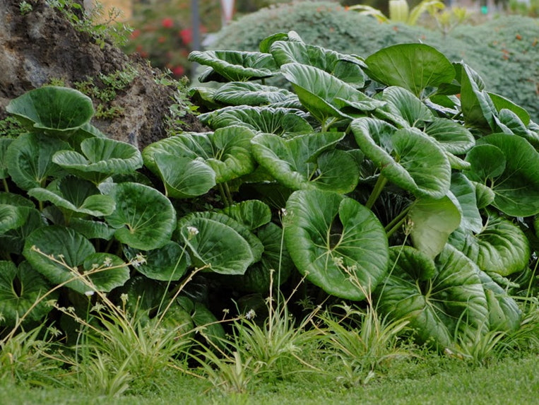 Farfugium Gigantea  72 cell