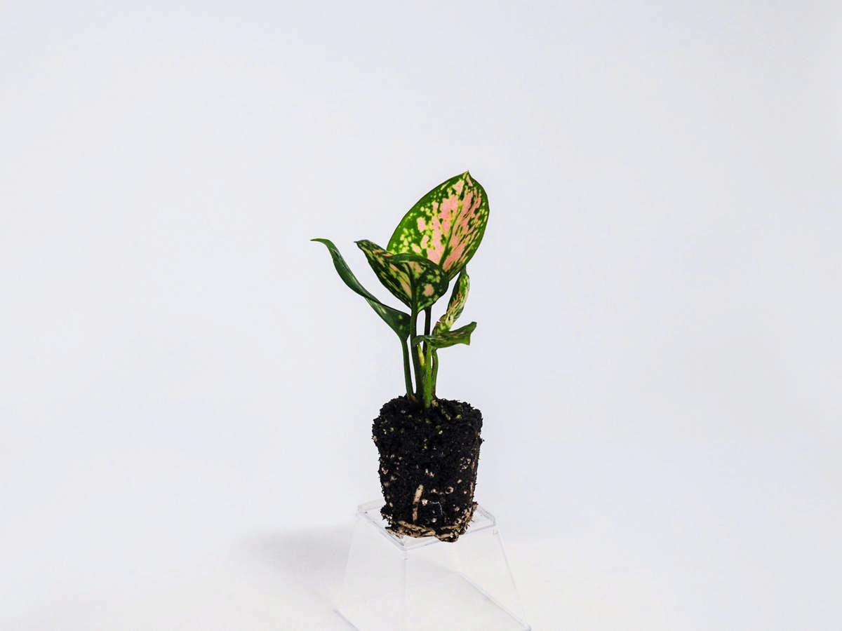 Aglaonema 'Favonian' 50 cell