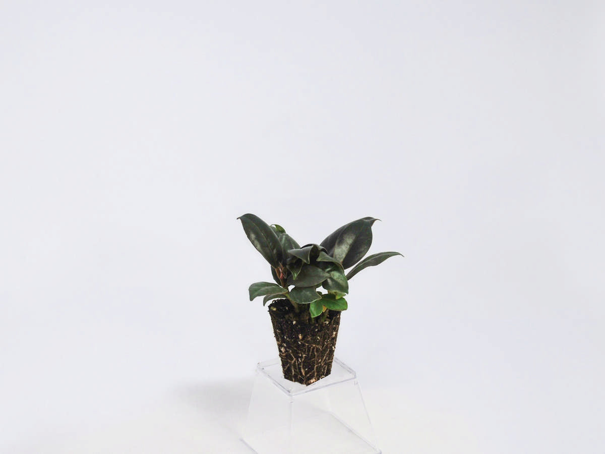 Ficus Elastica 'Burgundy' (Clump) 72 cell