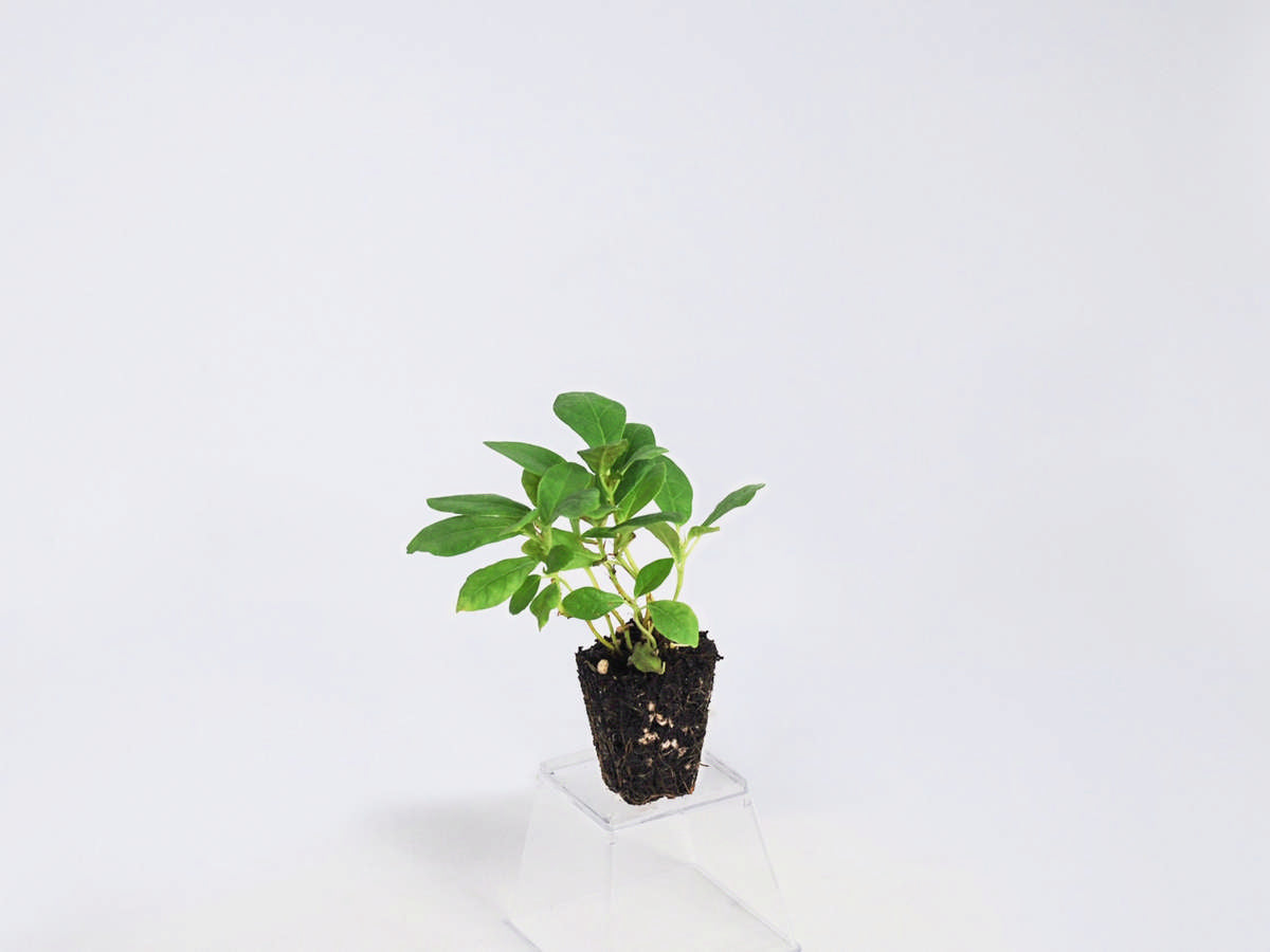 Ficus Lyrata (Clump) 72 cell