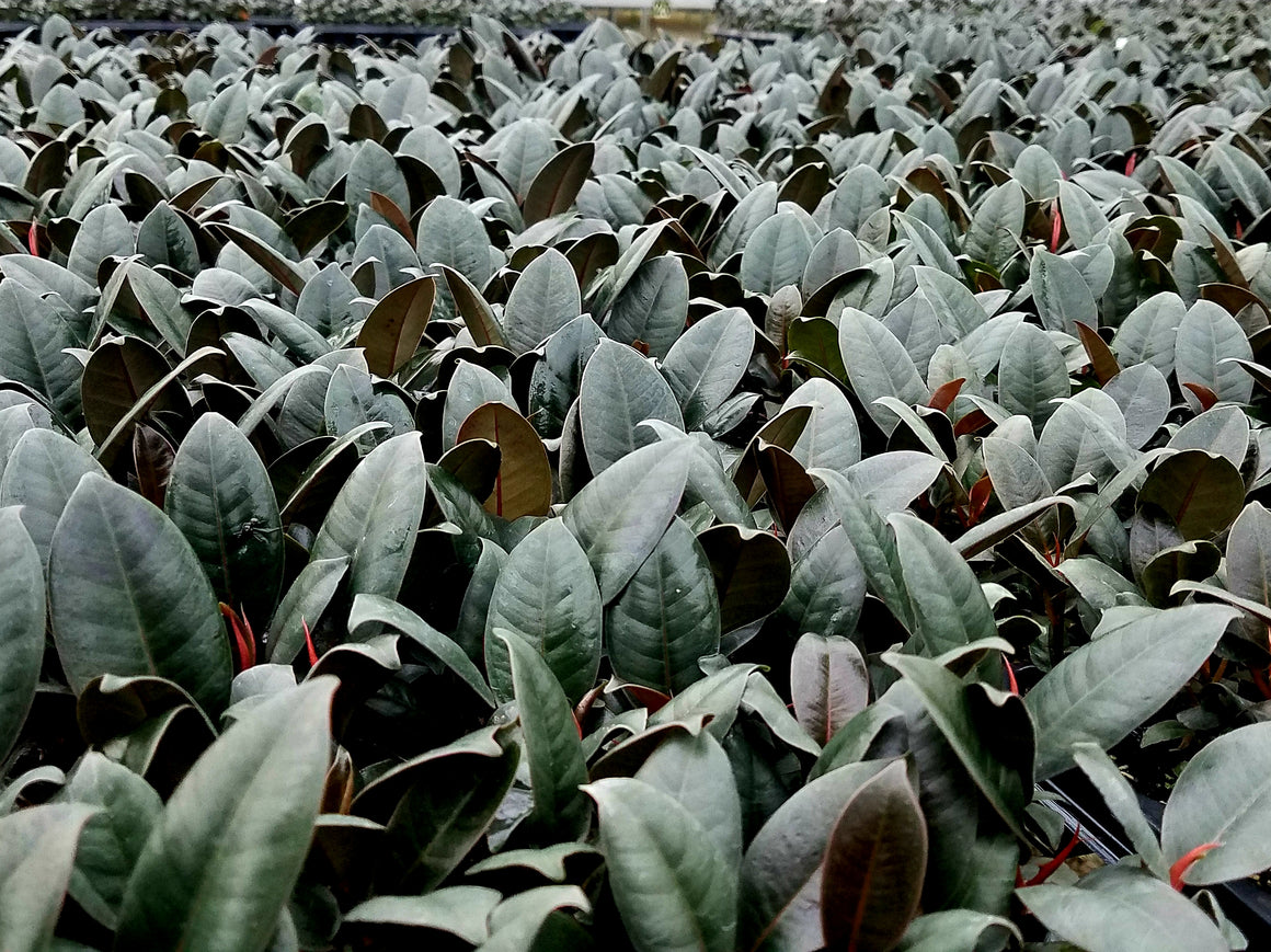 Ficus Elastica 'Burgundy' (Clump) 72 cell