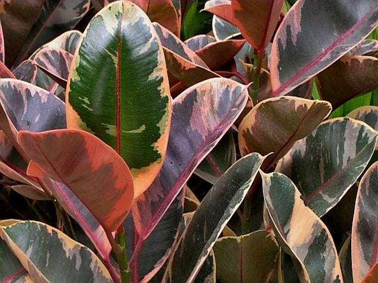 Ficus Elastica 'Ruby' (Clump) 72 cell