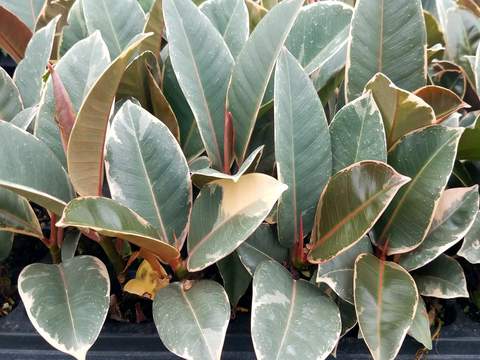 Ficus Elastica 'Tineke' (Single) 72 Cell