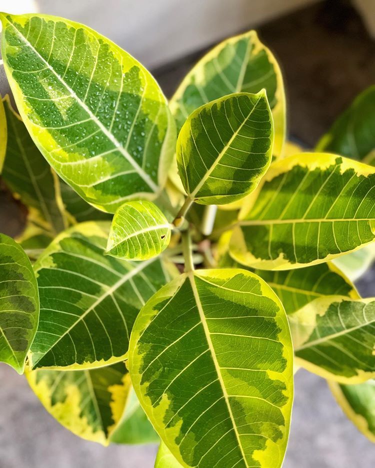 ficus altissima yellow Ficus Altissima Yellow Gem (Single) 72 cell