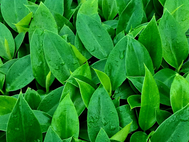 Philodendron 'Imperial Green' 72 cell