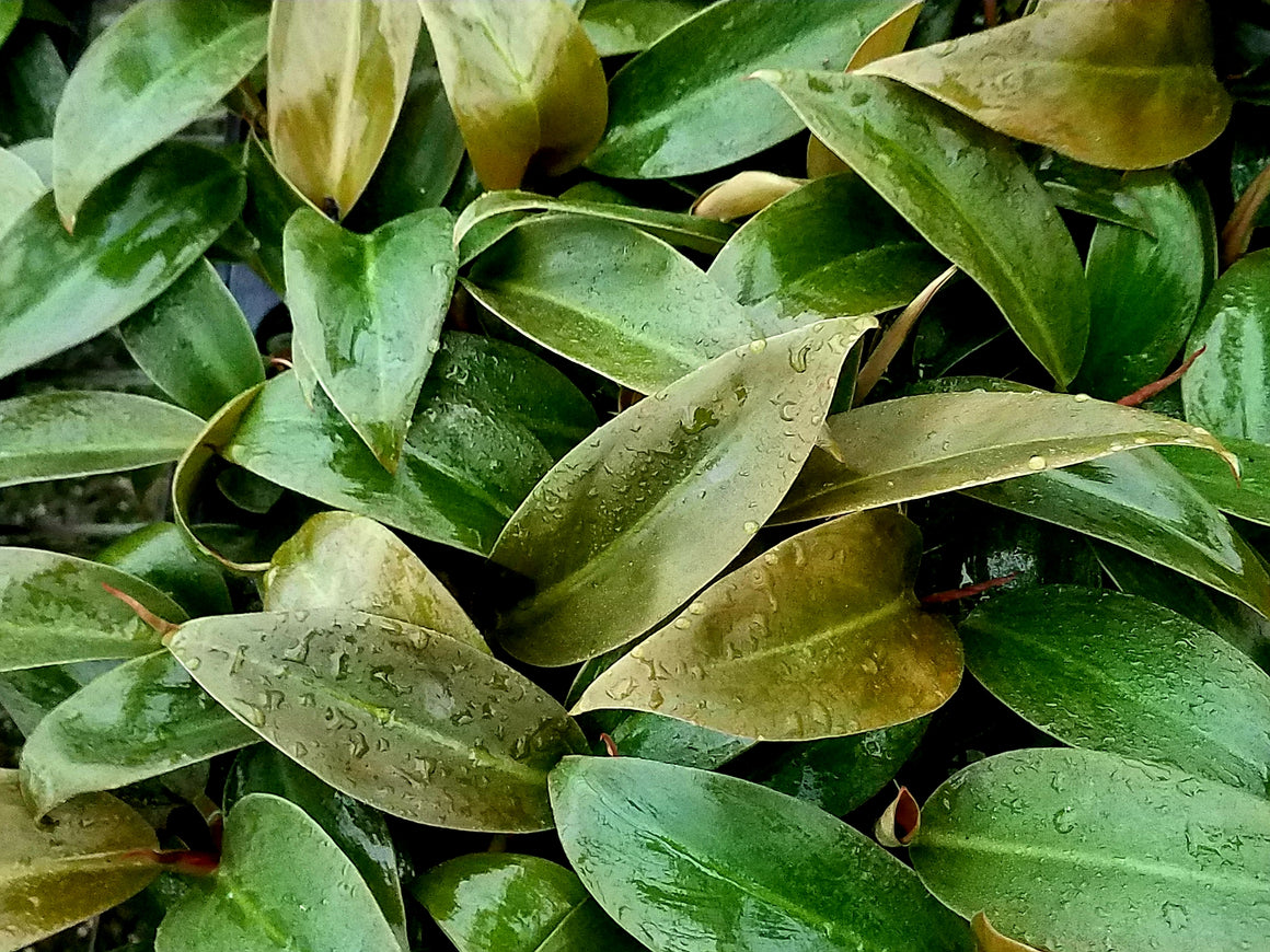 Philodendron 'Imperial Red' 72 cell