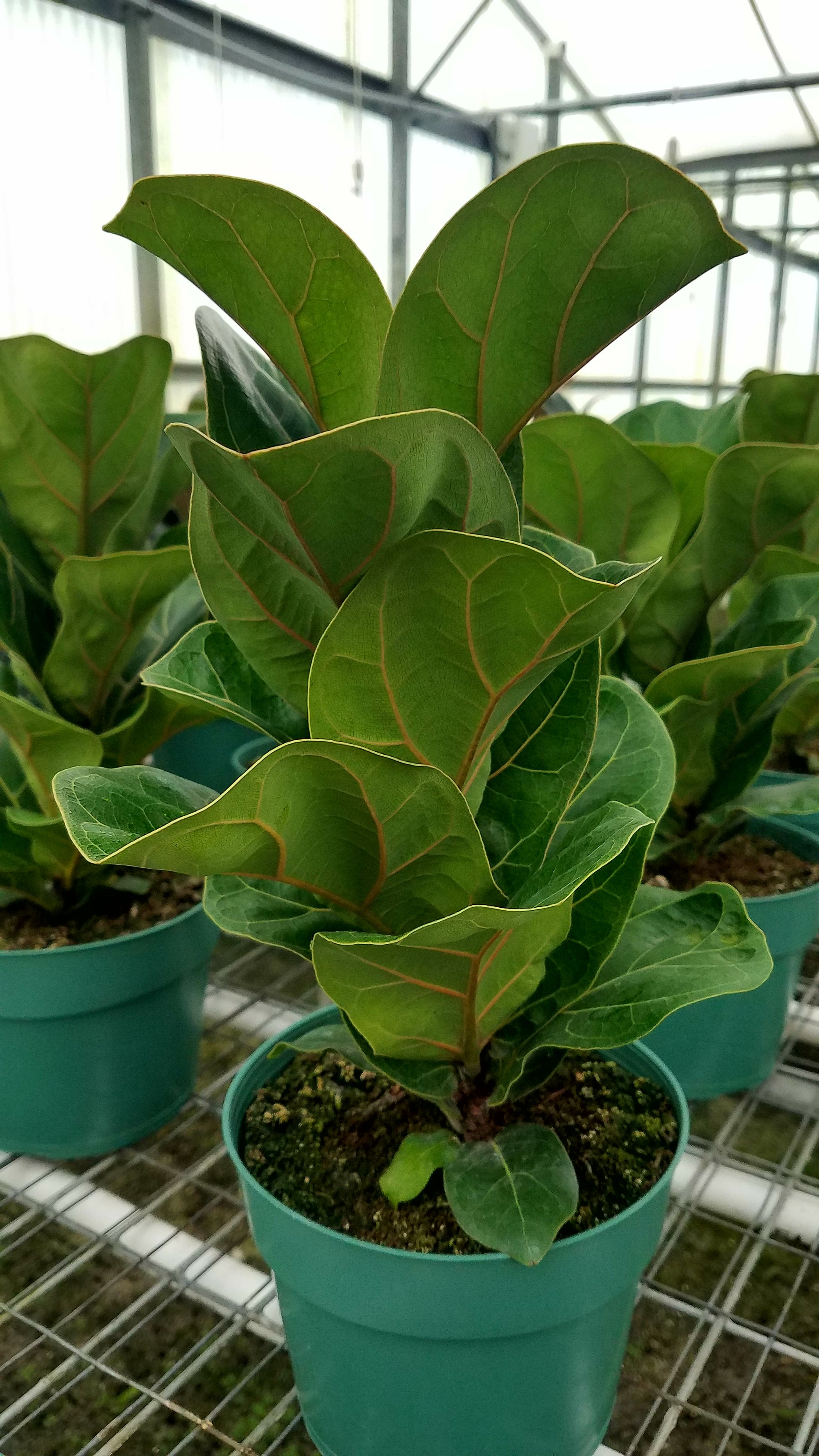 Ficus Lyrata 'Little Sunshine' 72 cell