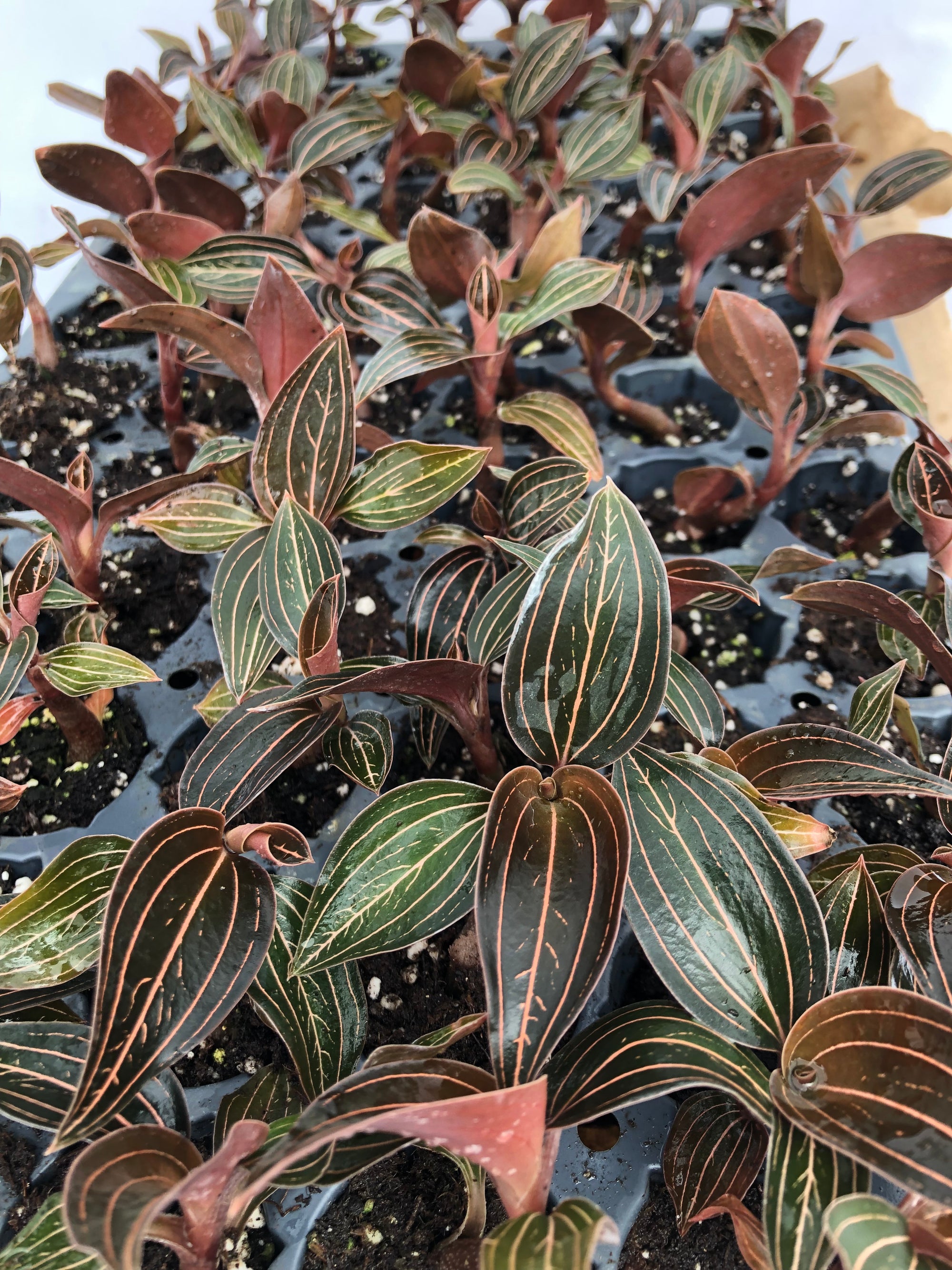 Ludisia Discolor 72 cell