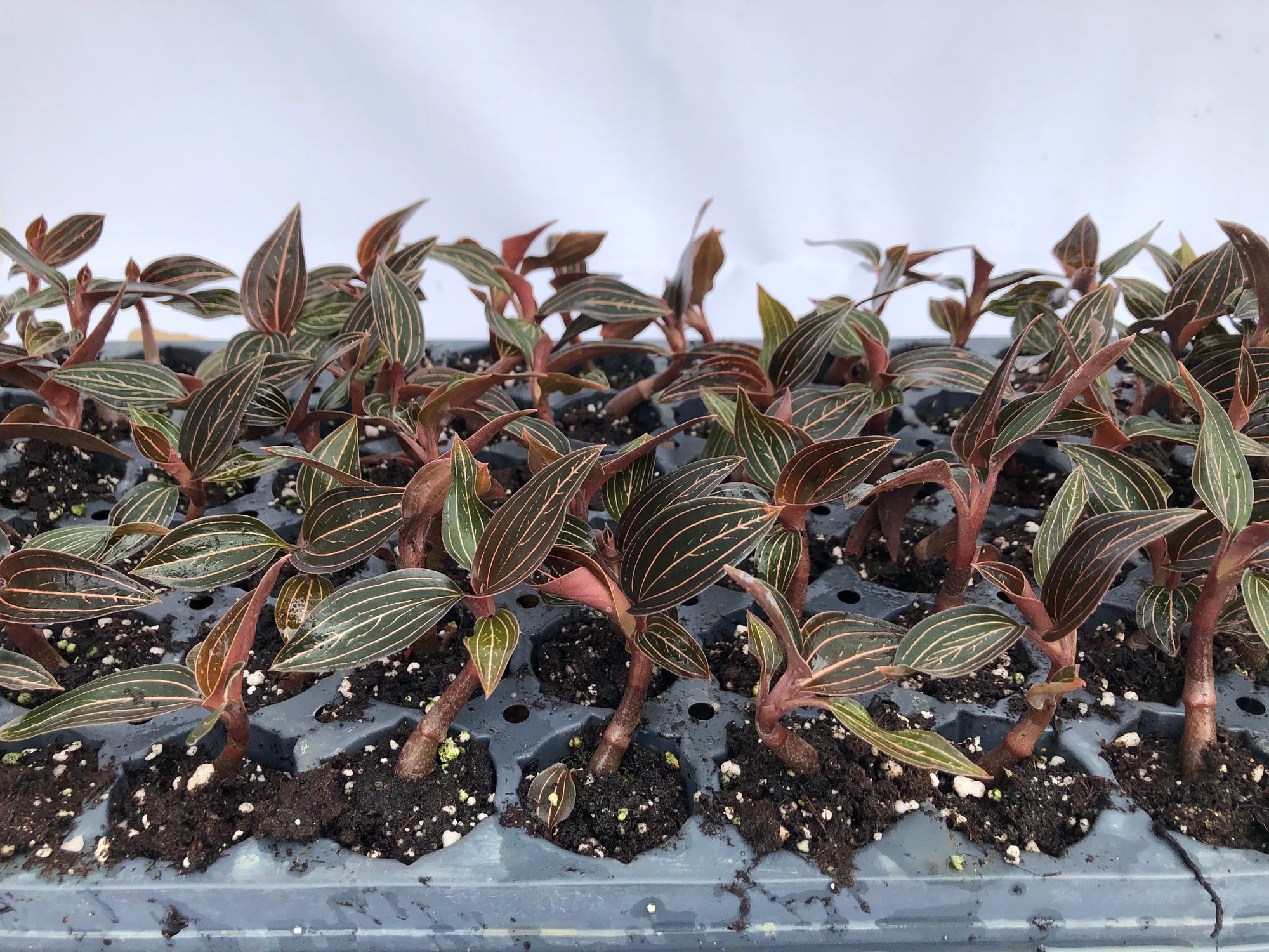 Ludisia Discolor 72 cell