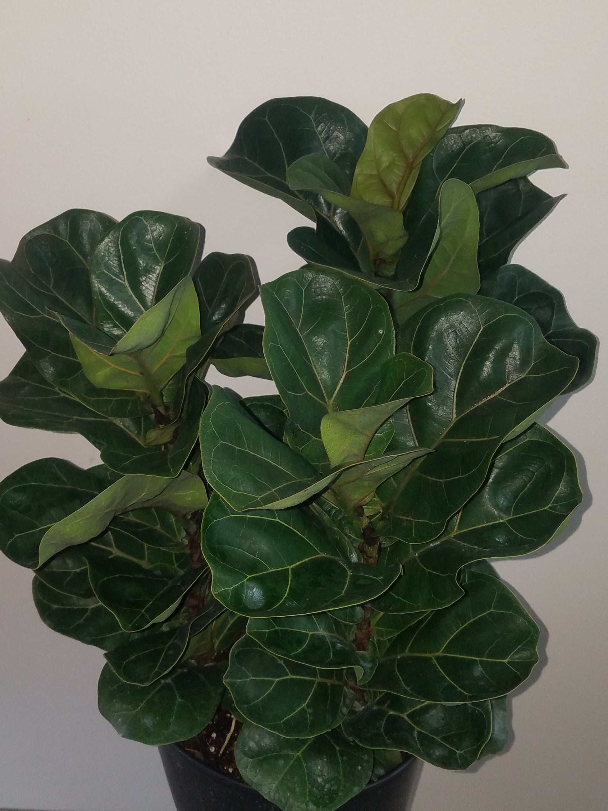 little sunshine fiddle leaf fig Ficus Lyrata 'Little Sunshine' 72 cell