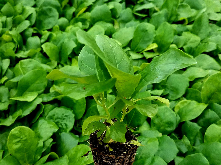 Ficus Lyrata (Clump) 72 cell