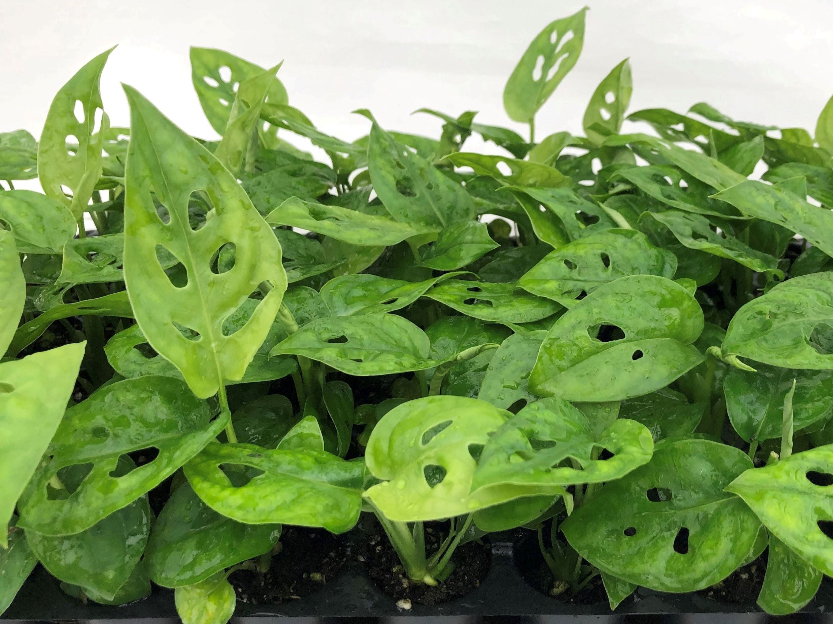 buy monstera obliqua Monstera Obliqua var. 'Expilata' 72 cell
