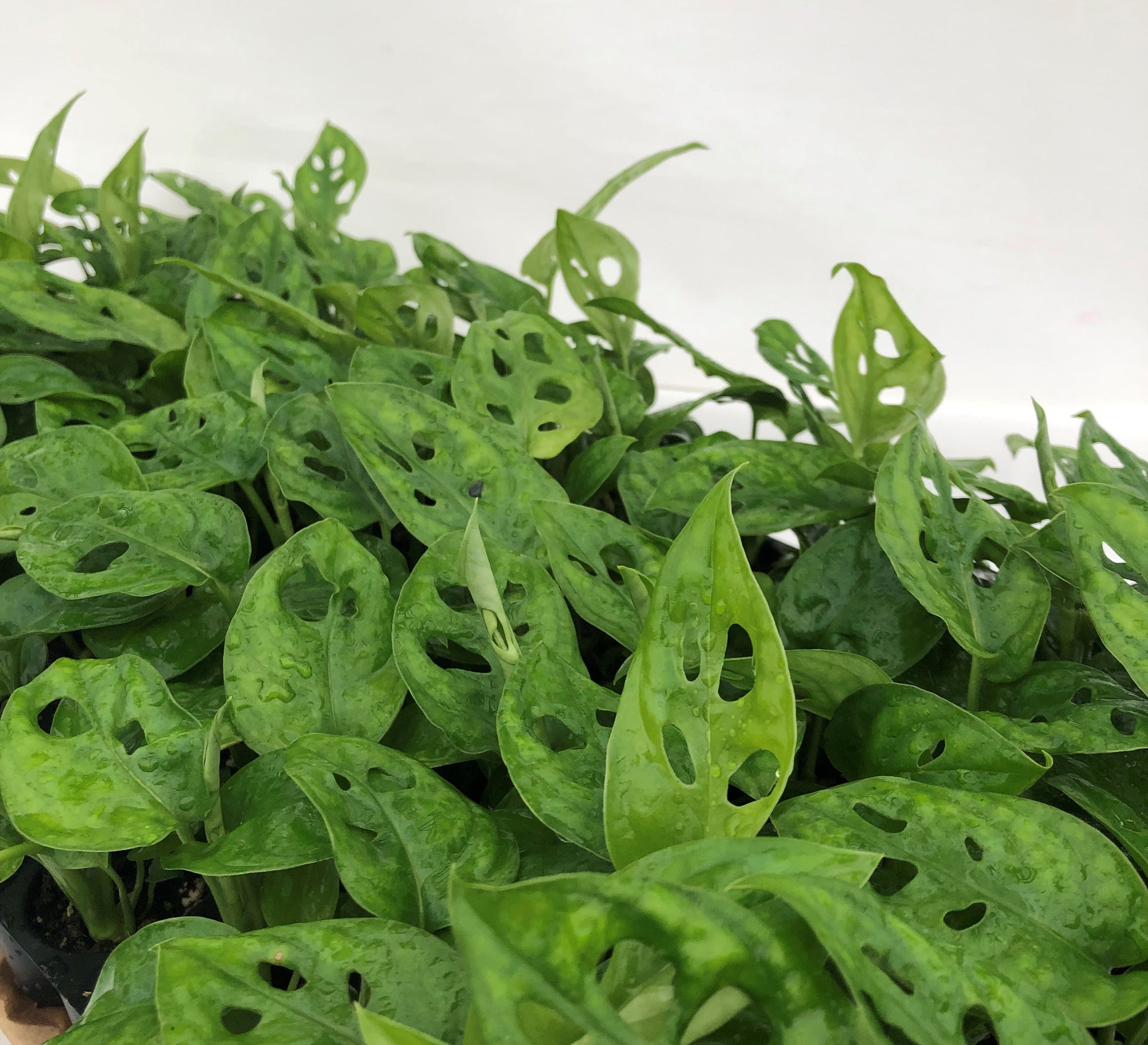 Monstera Obliqua var. 'Expilata' 72 cell