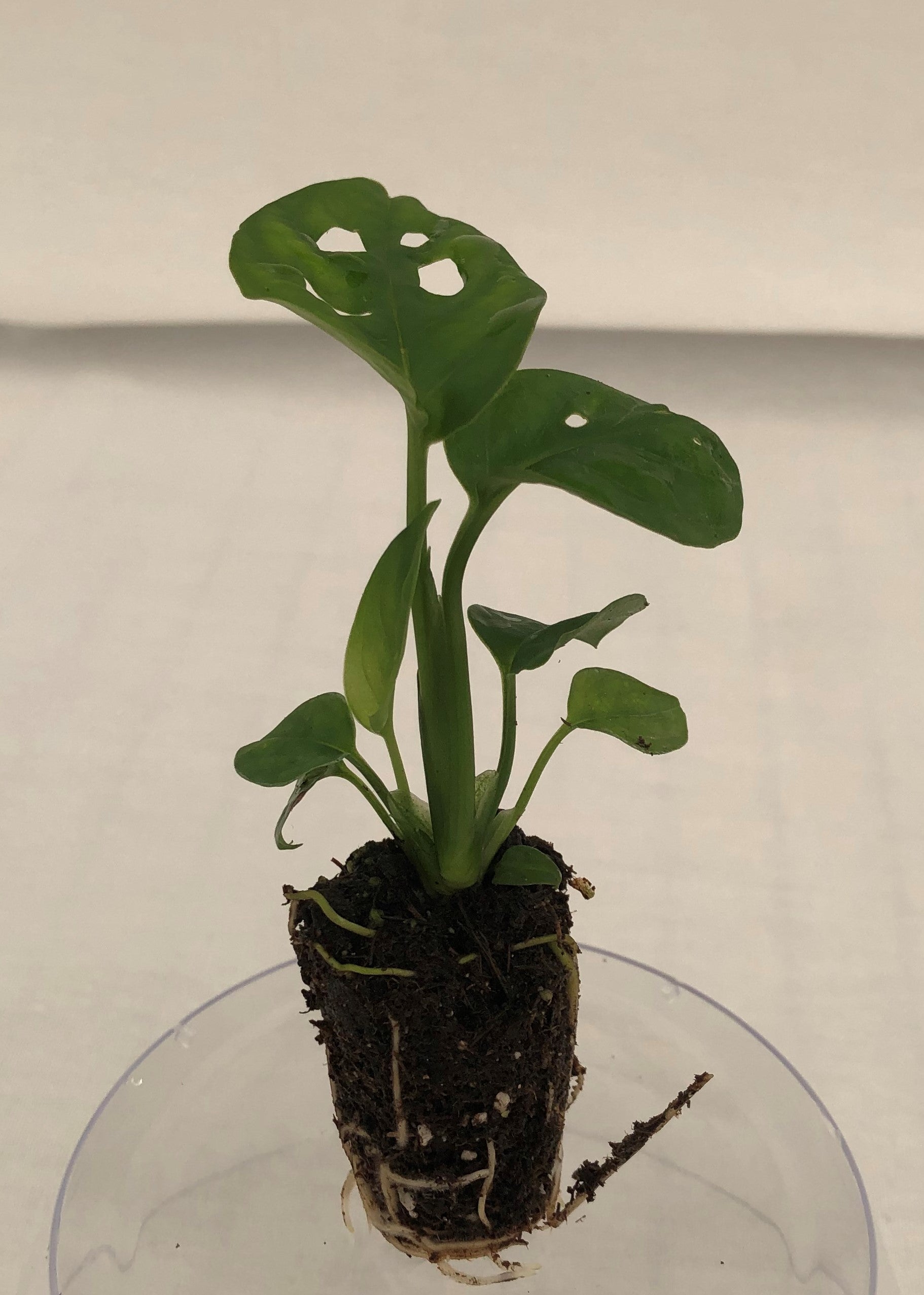buy monstera obliqua Monstera Obliqua var. 'Expilata' 72 cell