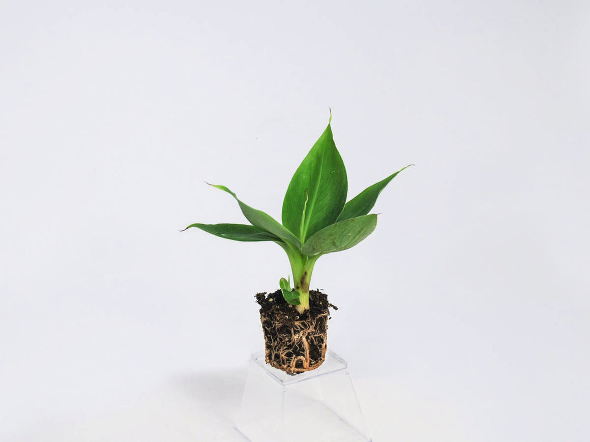 Musaです Musa Dwarf Cavendish For Sale, Wholesale Plants - Sunshine
