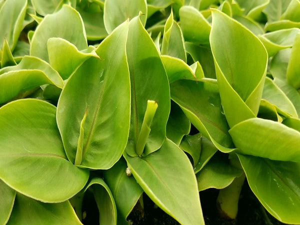 Musa Bajoo For Sale, Wholesale Plants - Sunshine Horticulture