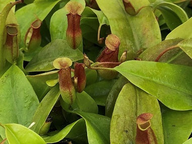 Nepenthes 'St. Gaya' 72 cell