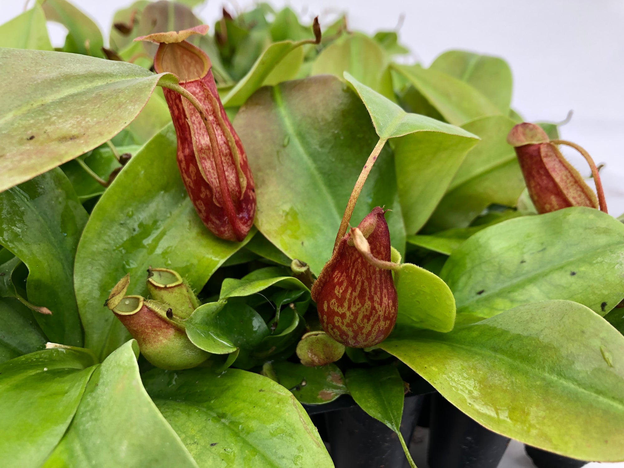 Nepenthes 'St. Gaya' 72 cell