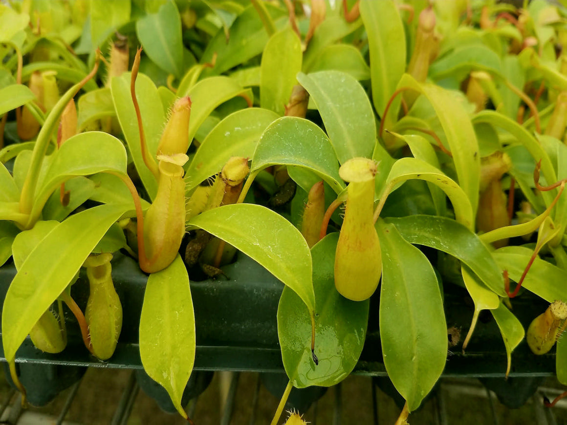 Nepenthes 'Alata' 72 cell