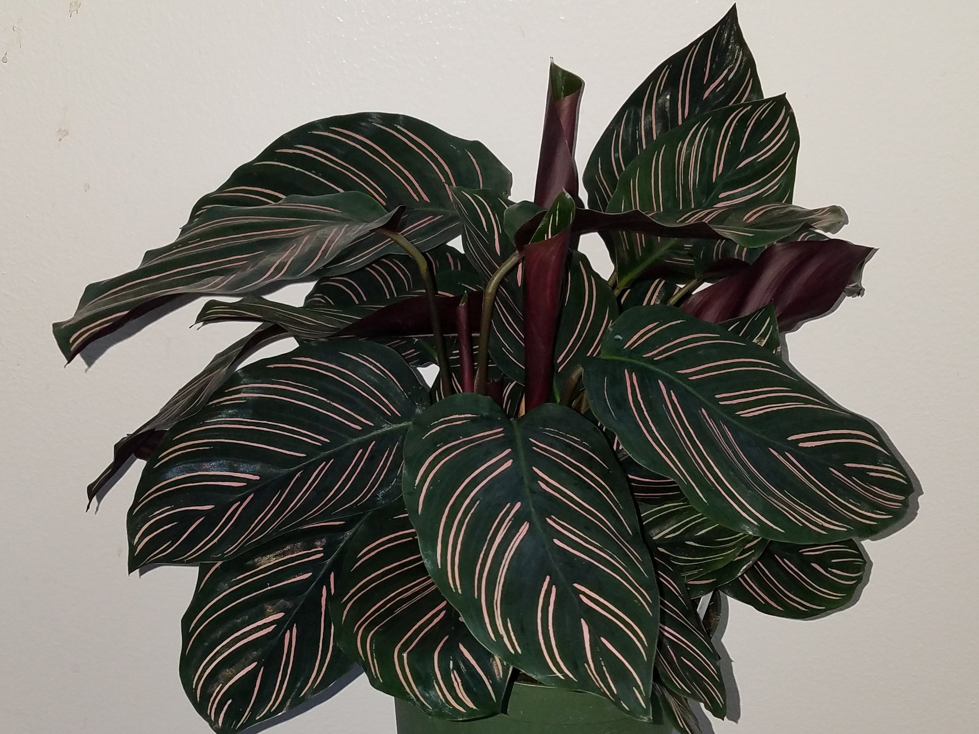 Calathea Ornata 72 cell