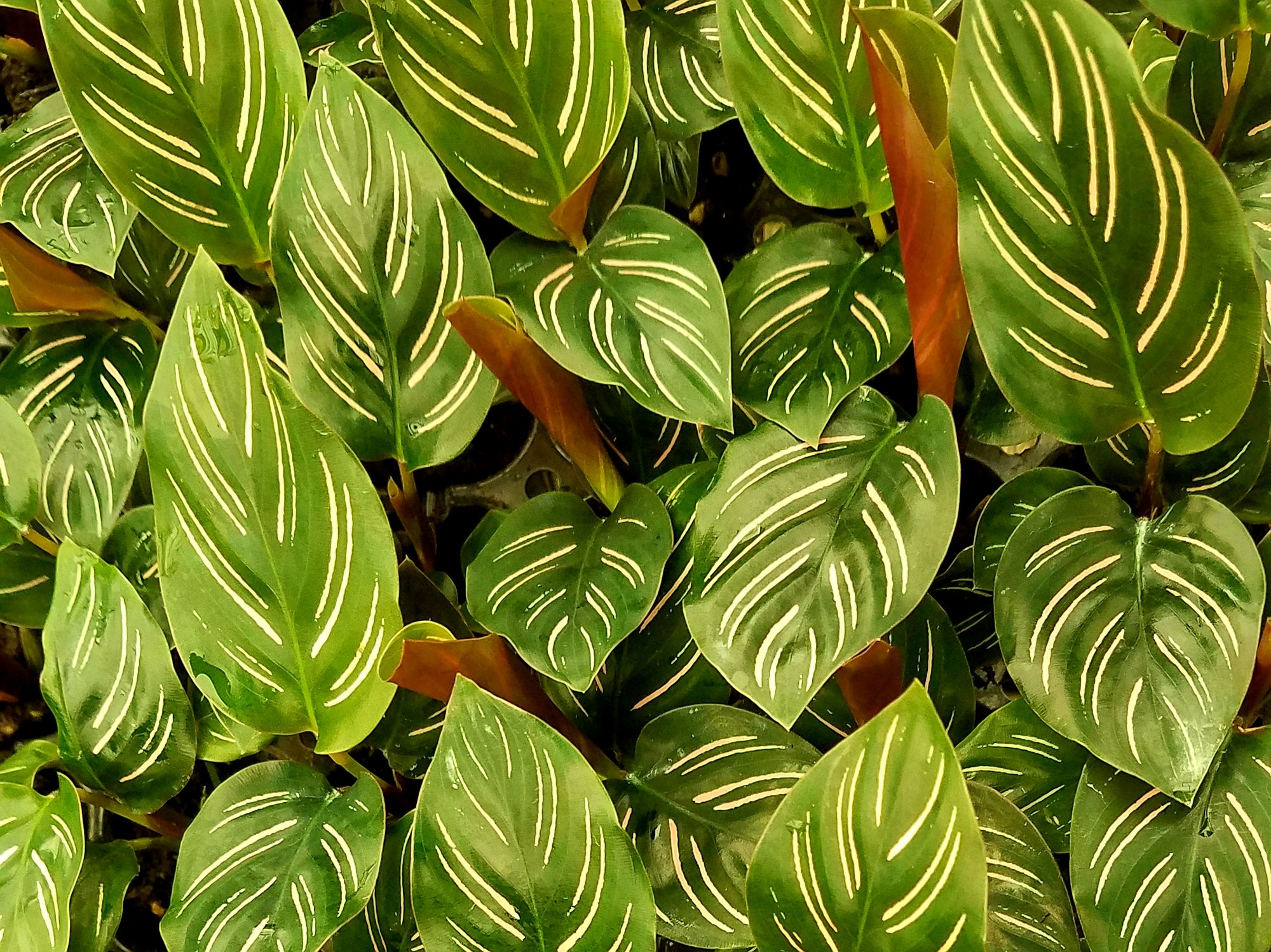 Calathea Ornata 72 cell