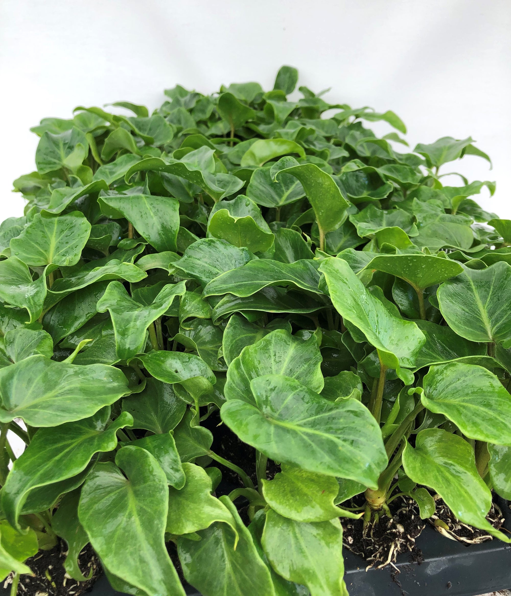 Philodendron 'Enzie' (XANADU) 72 cell