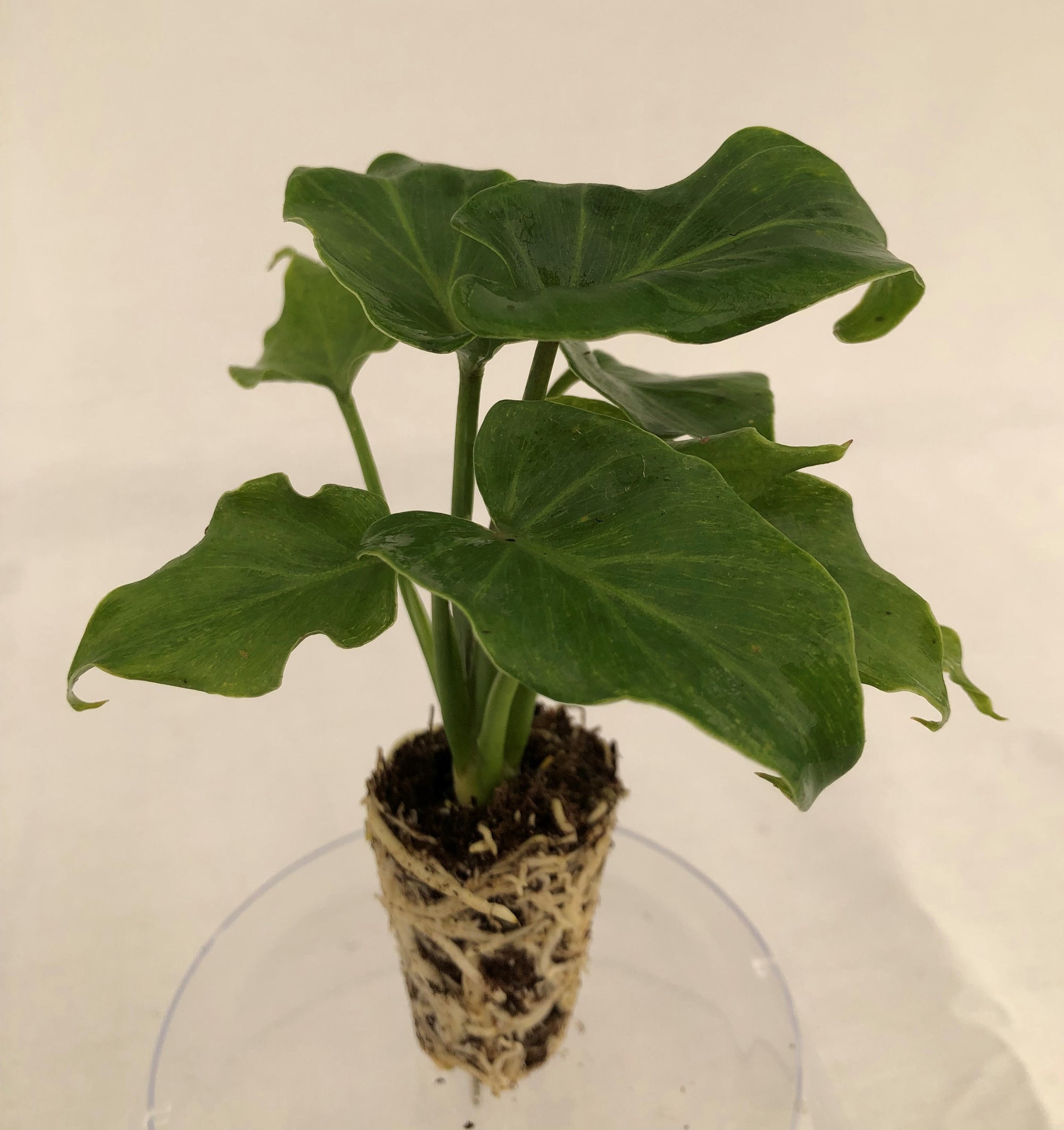 Philodendron 'Enzie' (XANADU) 72 cell