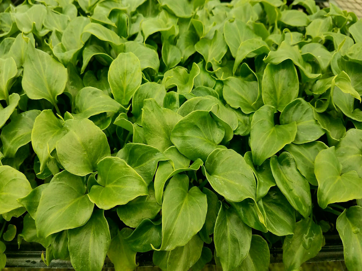 Philodendron 'Enzie' (XANADU) 72 cell