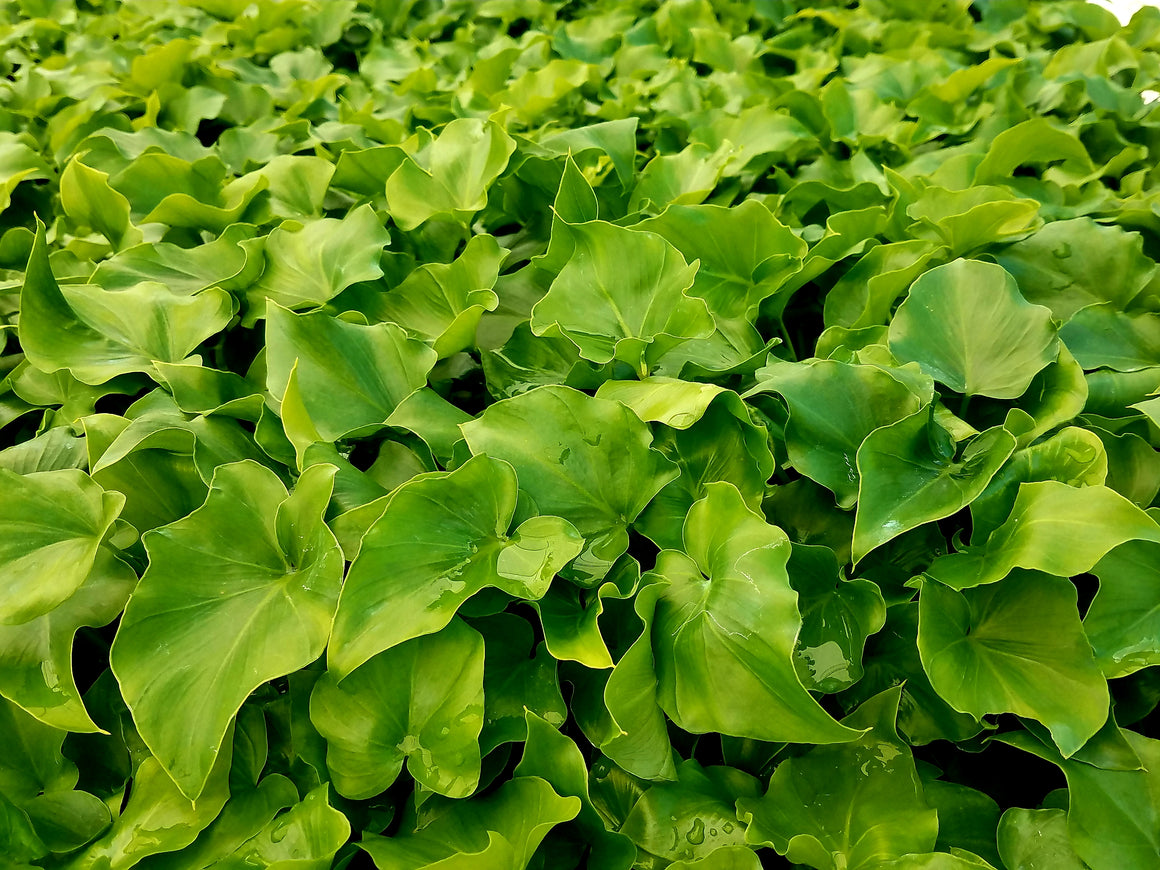 buy hope philodendron Philodendron Hope For Sale, Wholesale Plants