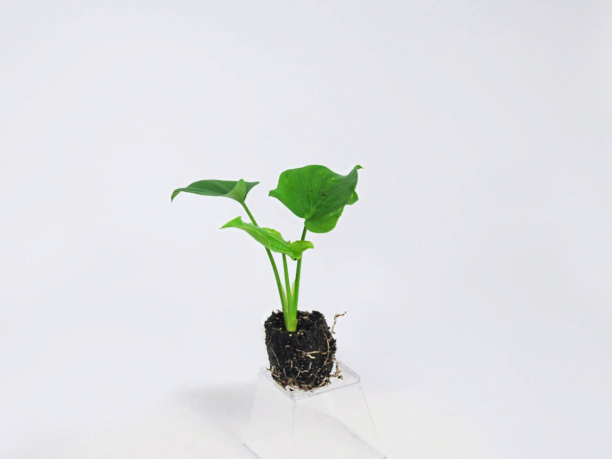 philodendron sunshine Philodendron 'Hope' 72 cell