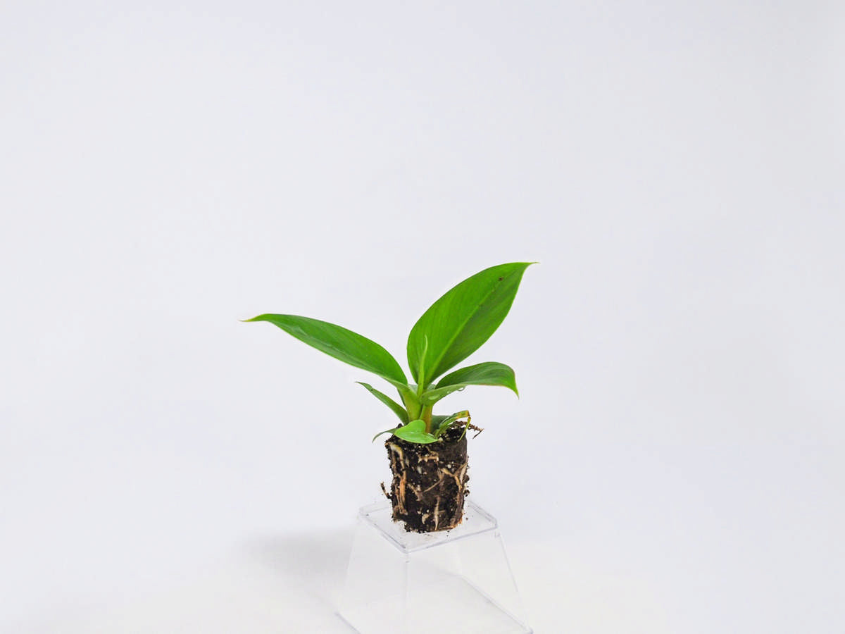 Philodendron 'Imperial Green' 72 cell