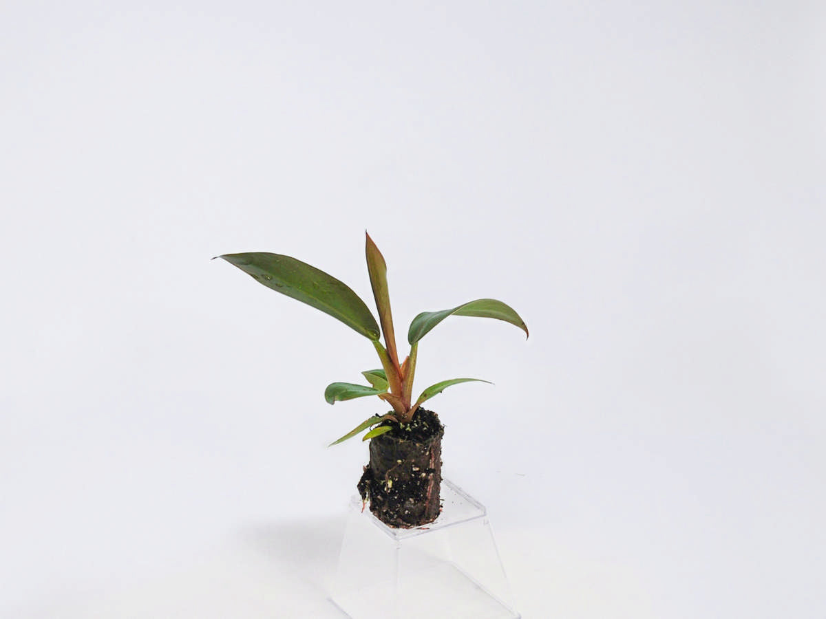 Philodendron 'Imperial Red' 72 cell