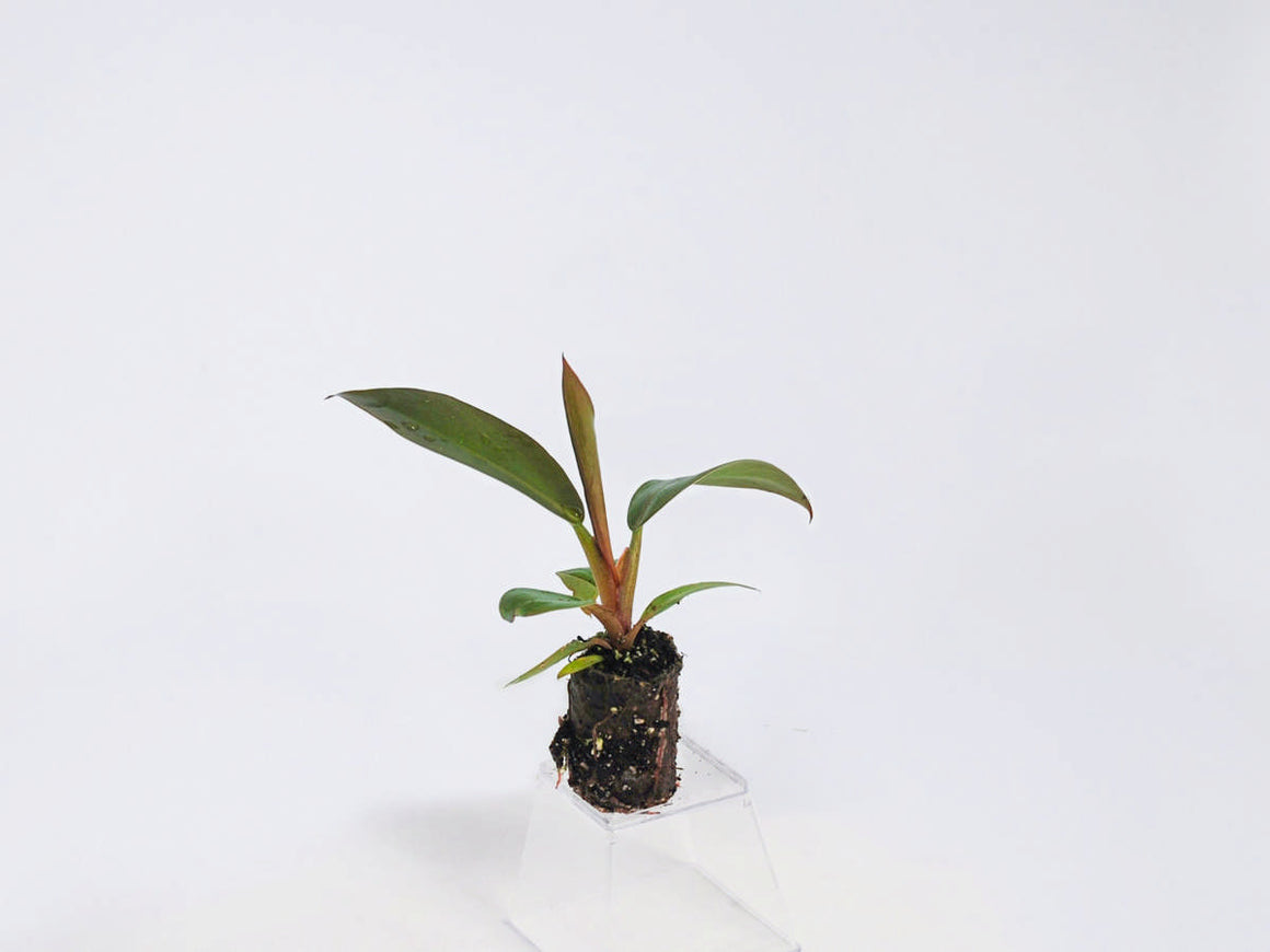 Philodendron Imperial Red For Sale, Wholesale Plants