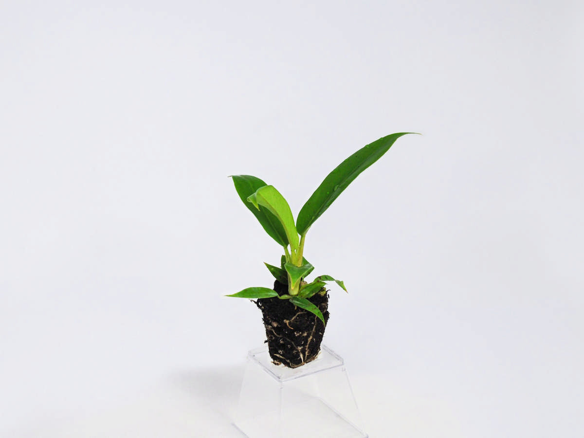 philodendron houseplant wholesale Philodendron 'Narrow' 72 cell