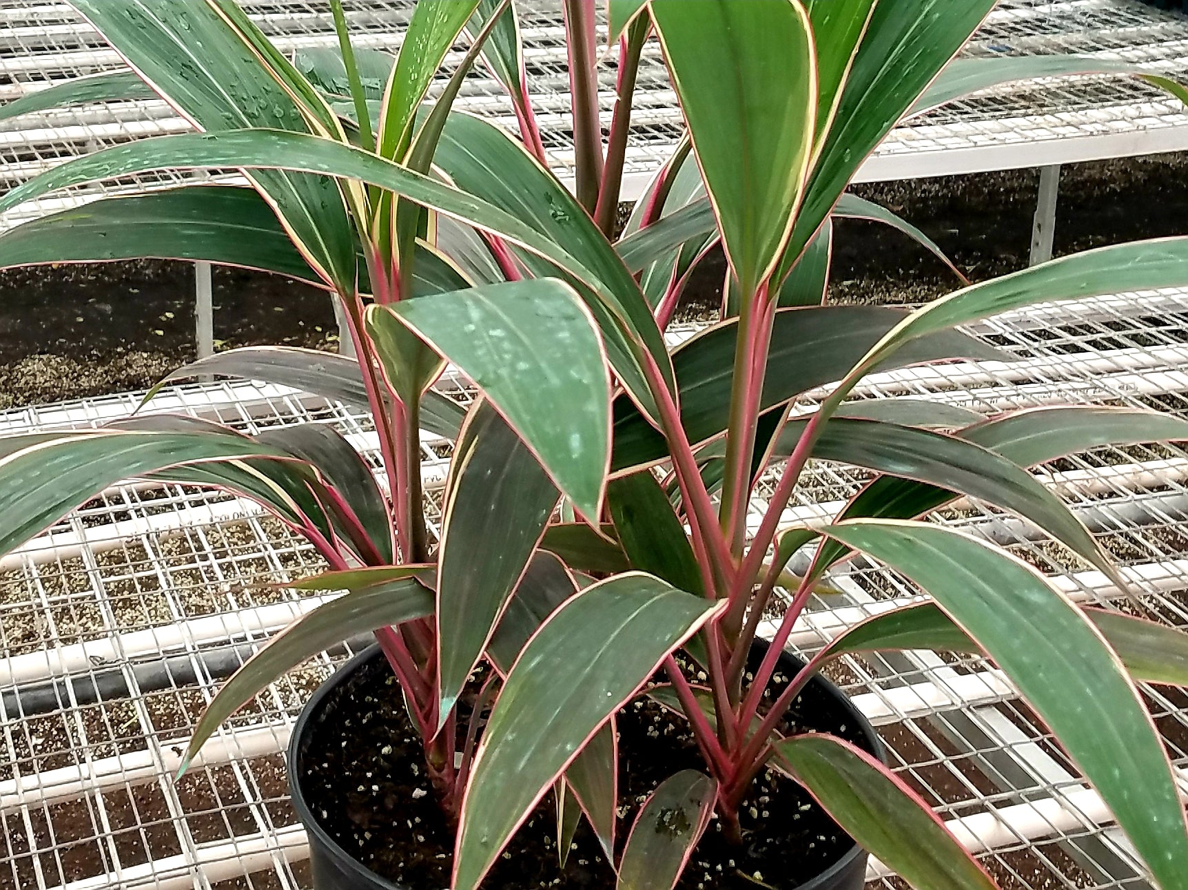Cordyline Pink Diamond 72 cell