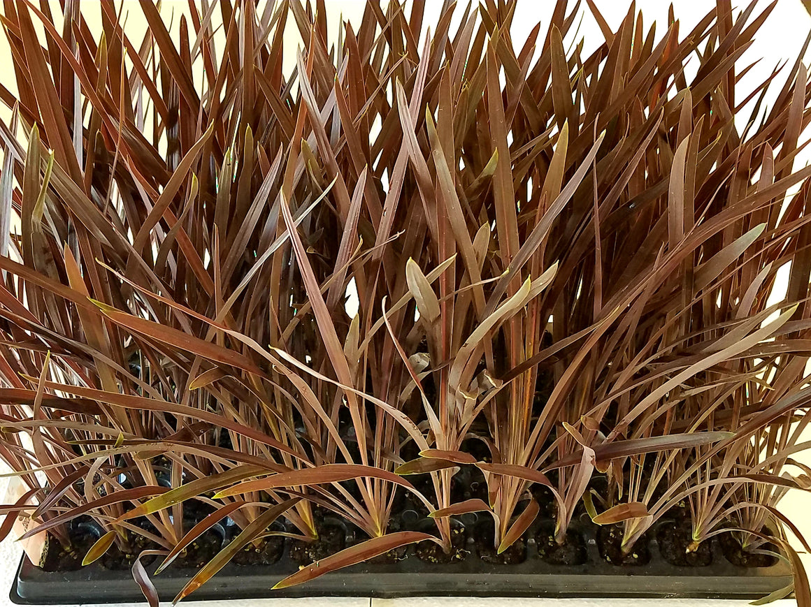 Cordyline 'Red Sensation' 72 cell