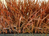 Cordyline 'Red Star' 72 cell