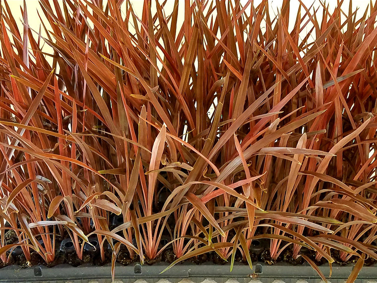 Cordyline 'Red Star' 72 cell