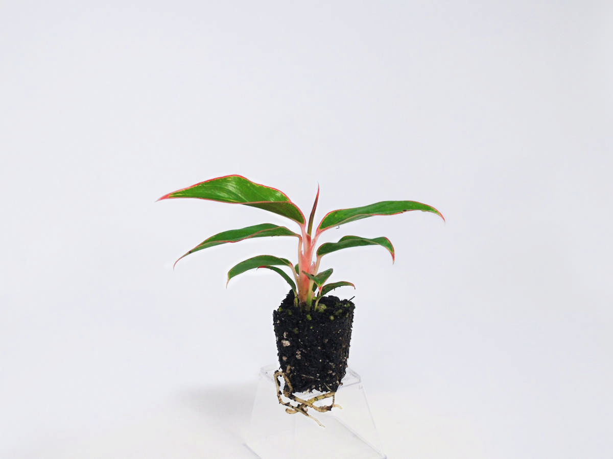 Aglaonema 'Siam Aurora' 50 cell